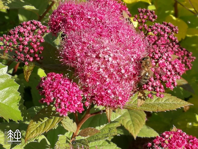 Spiraea japonica   'Arnold'